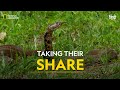 Taking Their Share | Africa’s Deadliest | हिन्दी | Full Episode | S5 - E1 | Nat Geo Wild