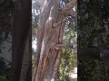 Exposed trunk 5,000 years old? Bristlecone Pine, UT.