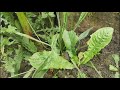 花园里的车前草 plantago in the garden 可以吃的花园 第27集