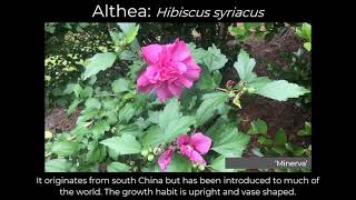 Hammond Highlight of the Month: Althea