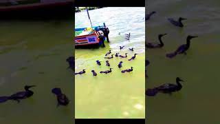 SEA CROW||കടൽ കാക്ക ||SEA BIRD||SEA HUNTER||KADAL KAAKKA.