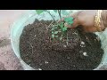 மண்கலவை செய்ய முக்கிய குறிப்புகள் poting mix plant growing tips terrace garden maadithottam