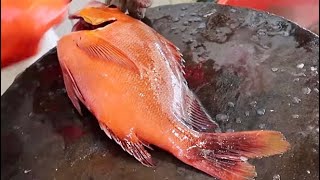 Humpback Red Snapper 野生紅雞魚 駝背笛鯛 ヒメフエダイ(姫笛鯛）半島酒店 6樓 5月22及23日（ 星期六、日 ）免費英國現樓投資講座 12PM \u0026 3PM T9355 1860