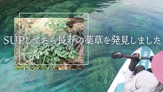 【SUPでビーチ巡りをしていたら長命草を見つけたので調理してみました】