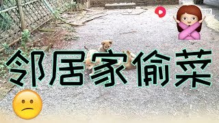 【山鍋兄弟】吉嫂持家有道，嫌小院辣椒种的少，山锅兄弟带她偷菜拔辣椒苗