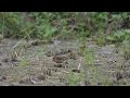 黃胸鵐 禾花雀 yellow breasted bunting