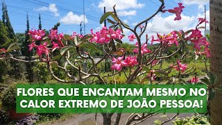 20 Plantas Resistentes ao Calor do Nordeste com Flores Deslumbrantes!