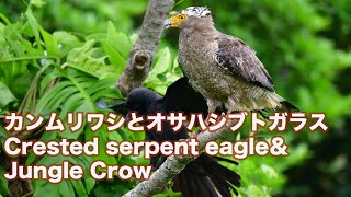 【石垣島の猛禽類】カンムリワシとオサハシブトガラス Crested serpent eagle \u0026Jungle Crow