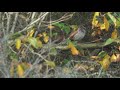 bruine lijster op vlieland dusky thrush 4k