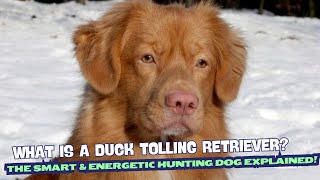 What is a Duck Tolling Retriever? The Smart \u0026 Energetic Hunting Dog Explained! 🐶