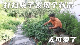 小院快变成百草园了，清理下杂草发现个刺猬，这可怎么处理好