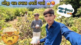 બીજી વાર કપાસ તવડી ગયો🥵| kapas tavdi gayo | farming life |