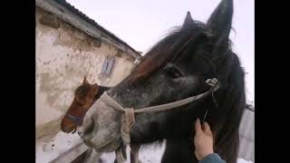 Жылқылар келді, байталымды үйге алып кеттім