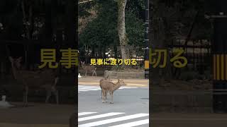 交差点を見事に渡り切る。奈良公園の鹿。　#shorts   #奈良の鹿  #奈良公園  #deer  #narapark