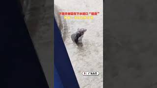 下雨天老鼠在下水道口“搓澡”，网友：洗的还挺仔细#动物成精 #老鼠 #shorts