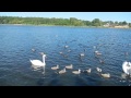 gulbinas gulbė ir gulbiukai talšos ezere swans in the lake of talsa. 2015 06 06