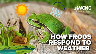 Frogs respond to warmer temperatures