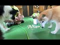 犬の至近距離でポップコーン作ったらリアクションが面白過ぎた animal eat popcorn