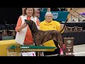 meet ukc top ten bench show coonhound winners christina officer u0026 susan ragsdale