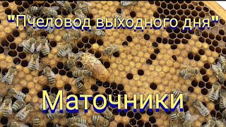 Маточники роевые или \