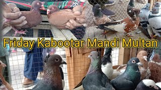 Friday Kabootar Mandi Multan Price Update|Full Of Colour Full Pigeon||