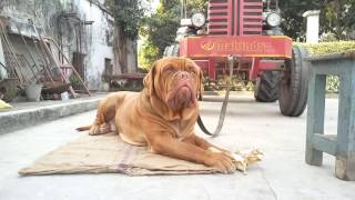 Badass French mastiff