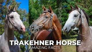 Amazing Facts About Trakehner Horse | Equestrian Farm Breeding @secret_animals