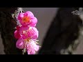 梅の花 2023 敷島総合公園 甲斐市 4k ｜plum blossom ｜山梨観光スポット