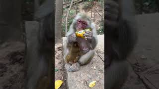 Funny monkey #130