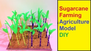 Sugarcane Farming Agriculture Model Making | DIY | howtofunda