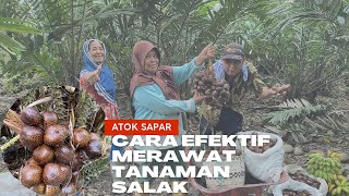 Cara Efektif merawat Tanaman Salak, Resep sederhana Atok Sapar, Hasil BERLIMPAH