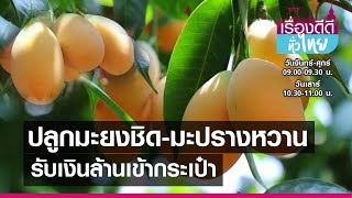 ปลูกมะยงชิด-มะปรางหวาน รับเงินล้าน Iเรื่องดีดีทั่วไทยI 08-04-64