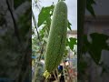 sponge gourd #shorts