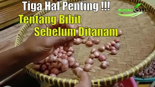 Cara Memilih Bibit Bawang Merah Yang Baik