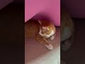 【橘子一家人】藏在墊子下的小貓咪😻🥰❤️ cutecats