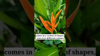 ഈ ചെടി നിങ്ങളുടെ തോട്ടത്തിൽ ഉണ്ടോ?? #heliconia #plants #gardening #shorts