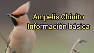 Ave, Ampelis Chinito / Información Básica.