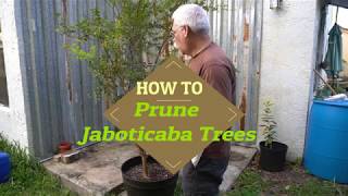 How to prune a Jaboticaba Tree - Myrciaria cauliflora