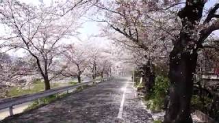 加茂川の桜吹雪