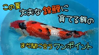 錦鯉飼育 2024.8.15 丈夫な錦鯉に育てる餌の話し