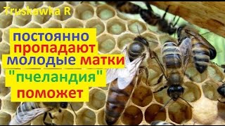 #Пчёлы не могут облетать маток на пасеке. Теряются Нужно создать отдельную республику в улье