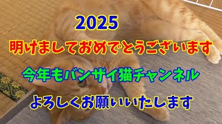 あけましておめでとうございます。　　　　　　　　　　　　　　　　　　今年もバンザイ猫チャンネルよろしくお願いいたします。