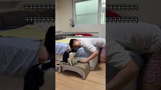 집사랑 듀엣 가능한 고양이 #shorts #shortvideo #고양이 #시트콤