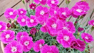 세상에서 가장 아름다운 월동 가능한 패랭이꽃 키우기《Absolutely beautiful winter hardy flowers - growing Dianthus in a pot》