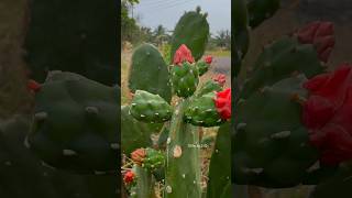 முள் இல்லா கள்ளி🌵 Opuntia cochenillifera | சப்பாத்தி கள்ளி #villagelife #hummingbird ஓசனிச்சிட்டு