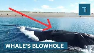 What's Actually Inside A Whale's Blowhole