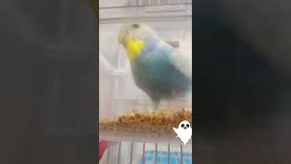 【閲覧注意？】セキセイインコの恐怖映像？！#セキセイインコ#shorts