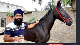 मझुके लाइन की इतनी घोड़ियां आपने पहले एक ही फार्म पे नहीं देखि होंगी || शेर ऐ पंजाब स्टड फार्म part 2