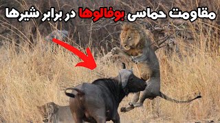 وقتی بوفالوها از شیرها انتقام می گیرند