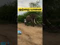 ஒற்றை யானைக்கு கோவம் வந்தால் என்ன செய்யும். single elephant